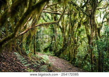 Road In Laurel Forest. Nature Background. Anaga Country Park, Biosphere Reserve, Tenerife, Canary Is