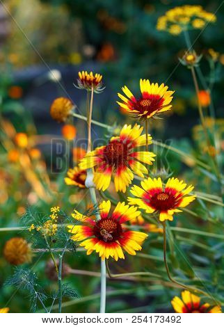 Beautiful Bright  Flower Rudbeckia On  Blooming Green Meadow