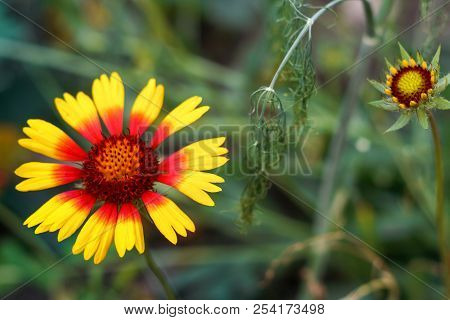 Beautiful Bright  Flower Helenium On Blooming Green Meadow