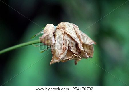 Rose With Completely Dried Shrunken And Brittle Petals On Dark Green Leaves And Garden Vegetation Ba