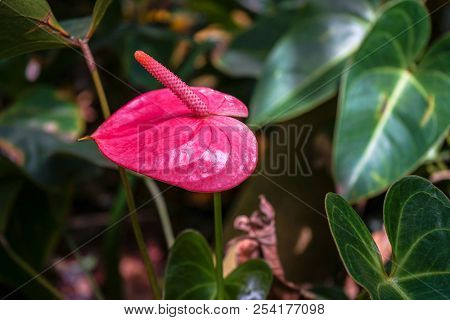 Pink Anthurium Flower Blooming Also Known As Anthurium, Laceleaf, Tailflower Or Flamingo Flower