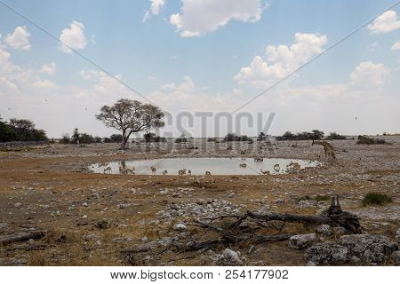 Landscape Of Africa In The Sunset