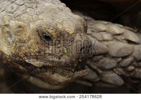 Cropped Shot Of Turtle. Abstract Nature Background.
