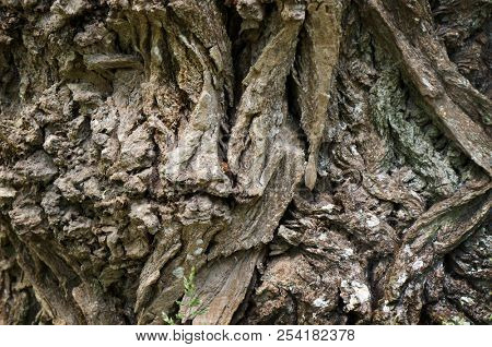 Old tree bark rough texture. Natural textured background.
