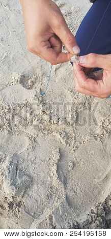 Hooking Shrimps Bait On Hook For Fishing Rod’s System Near Baltic Sea