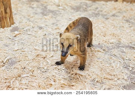 Sad Red Coati Petting Zoo For Any Purpose