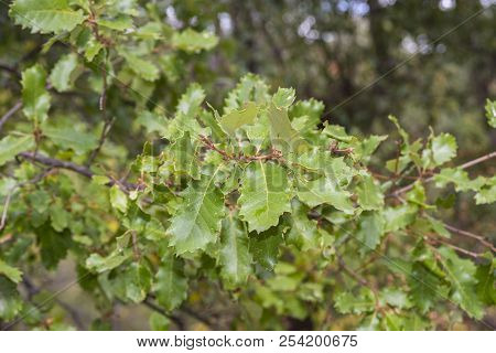Foliage Of Gall Oak, Quercus Faginea. Photo Taken In Guadalajara Province, Spain.