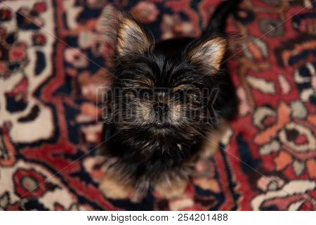 A Small Furry Yorkie X Pekingese Puppy Sits On A Rug Looking Up At The Camera.
