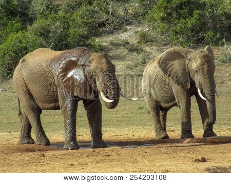 Elephant At Waterhole In The Addo Elephant Park, South Africa.