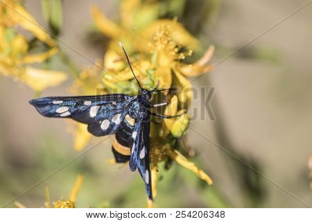 Amata Phegea Blue Moth On A Yellow Flower Composition