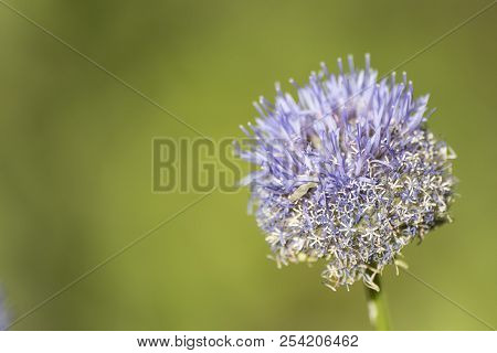 Globe Thistle Purple Flower In A Green Background