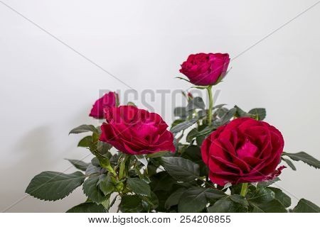 Rose Plant Full Of Detailed Red Roses