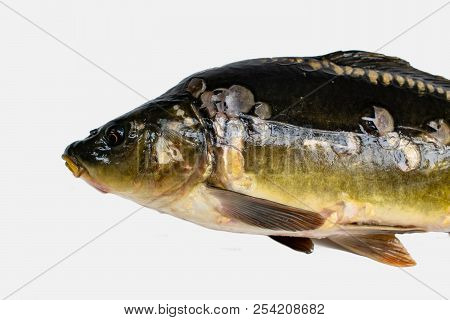 Common Carp. Cyprinus Carpio. Isolated On White