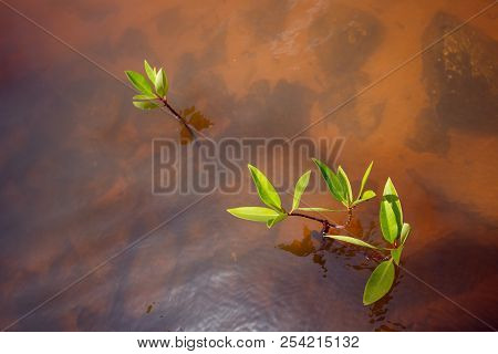 Young Mangrove Tree In The River Madu Ganga