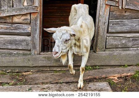 White Goat Comes Out Of A Wooden Barn In The Countryside.
