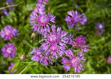 Purple Knapweed Close-up In The Field In The Countryside.