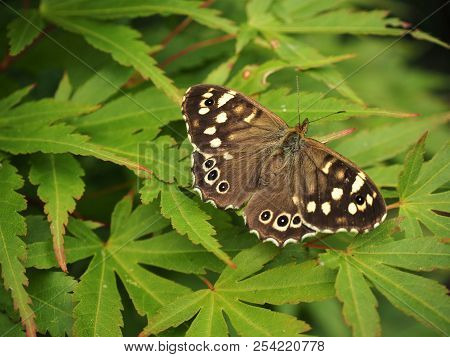 Speckled Wood Butterfly (pararge Aegeria) On A Green Leaf With Open Wings