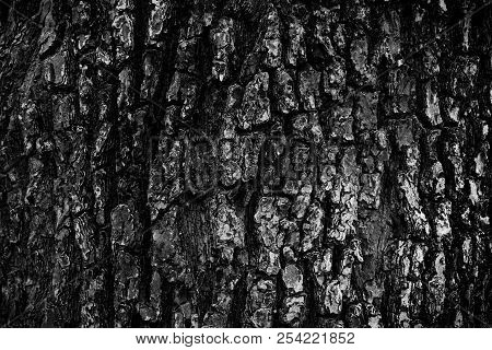 Close Up Beautiful Natural Rough Dirty Grunge Black And White Tree Bark For Wallpaper Background And
