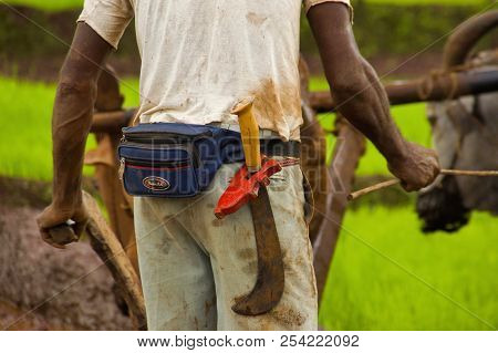 Konkan, Maharashtra, India, June 2012, Farmer Works With Sickle- Multipurpose Knife Or Koyta In A Fa