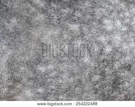 Texture Of A Grey Spotted Horse Animal Coat. Grey And White Hair Horse Skin - Real Genuine Natural F