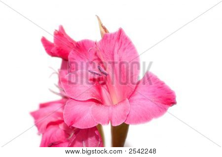 Red Gladiolus isolated on white background