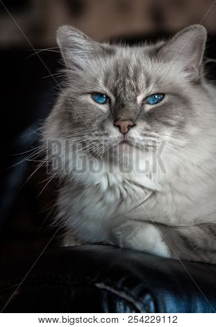The Domestic Cat  Is A Small, Typically Furry, Carnivorous Mammal. They Are Often Called House Cats 