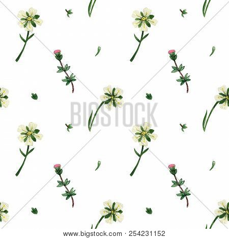 Wild Plants Of Scotland Seamless Pattern. Heather And Arctic Stitchwort Flowers. Watercolor On A Whi