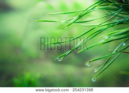 After The Spring Rain. Coniferous Needles With Raindrops. Sharp Macrophotography Using A Combined Fo