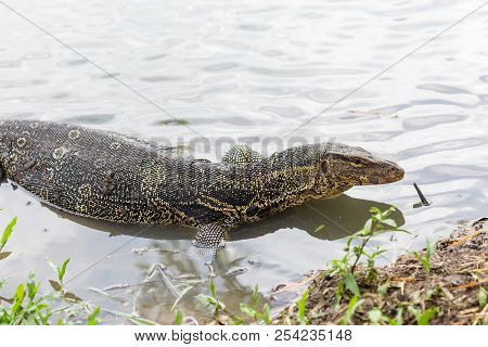 Varanus Salvator, Commonly Known As Water Monitor Or Common Water Monitor In The Water