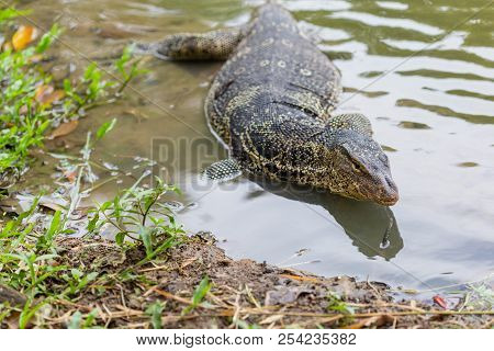 Varanus Salvator, Commonly Known As Water Monitor Or Common Water Monitor In The Water