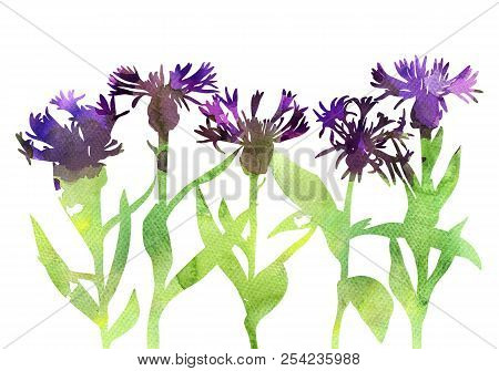 Watercolor Silhouettes Of Cornflowers, Floral Composition, Hand Drawn Botanical Illustration