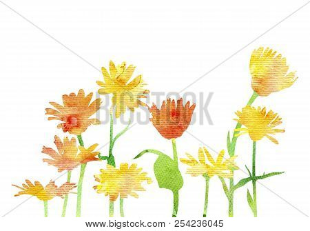 Watercolor Silhouettes Of Chamomiles, Floral Composition, Hand Drawn Botanical Illustration