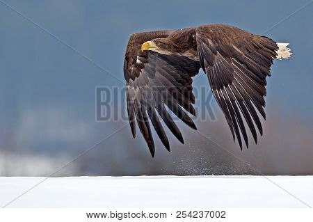 Adult White-tailed Eagle In Flight. Blue Sky Background. Scientific Name: Haliaeetus Albicilla, Also