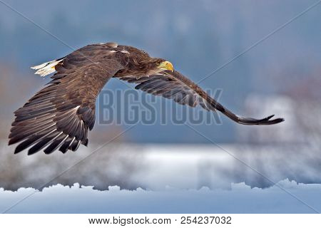 Adult White-tailed Eagle In Flight. Blue Sky Background. Scientific Name: Haliaeetus Albicilla, Also