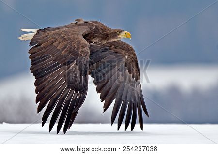 Adult White-tailed Eagle In Flight. Blue Sky Background. Scientific Name: Haliaeetus Albicilla, Also