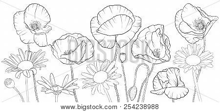 Vector Drawing Poppies And Daisy Flowers, Floral Composition, Hand Drawn Illustration