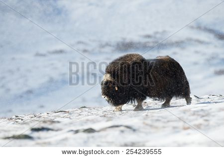 Impressive Male Musk Ox In The Mountains Of Dovrefjell, Norway. Animals In Winter.