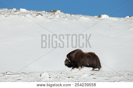 Impressive Male Musk Ox In The Mountains Of Dovrefjell, Norway. Animals In Winter.
