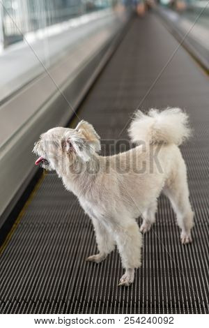 Dog Travel On Travolator For Journey At Station