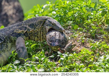 Water Monitor Lizard Eating Turtle In Park In Day In Bangkok