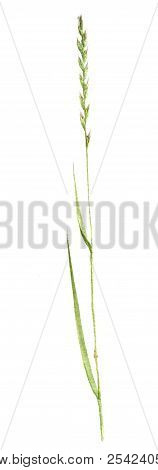 Watercolor Drawing Plant Of Couch Grass, Green Spike, Painted Botanical Illustration, Hand Drawn Flo