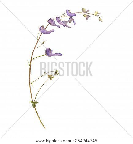 Watercolor Drawing Plant Of Aconite, Painted Botanical Illustration, Hand Drawn Floral Illustration