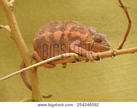 Chameleon In A Tree In The Zoo