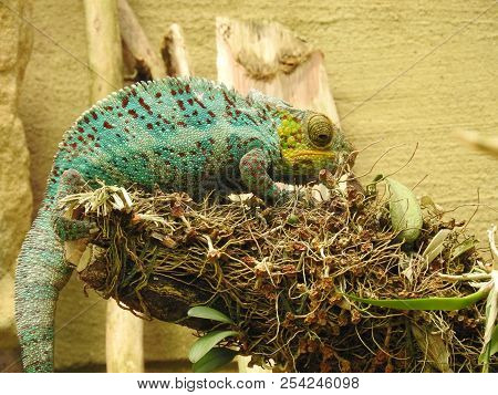 Chameleon In A Tree In The Zoo