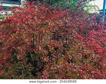 Bush With Red Berries, Dense Crimson Bush With A Lot Of Autumn Berries