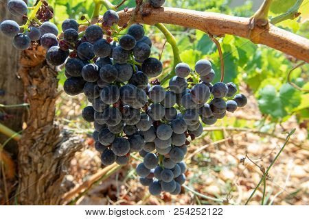 High Quality French Wine Production, Red Wine Ripe Grapes Plants Growing In  Chateauneuf De Papes, P