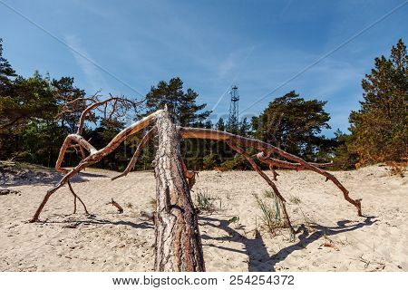 Dead Tree On The Kolka Cape Beach.