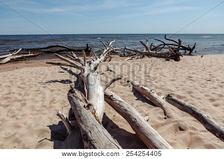 Dead Trees On The Kolka Cape Beach.