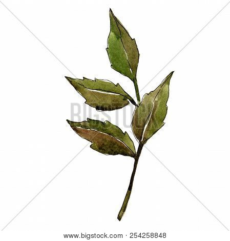 Green Ash Leaves. Leaf Plant Botanical Garden Floral Foliage. Isolated Illustration Element.