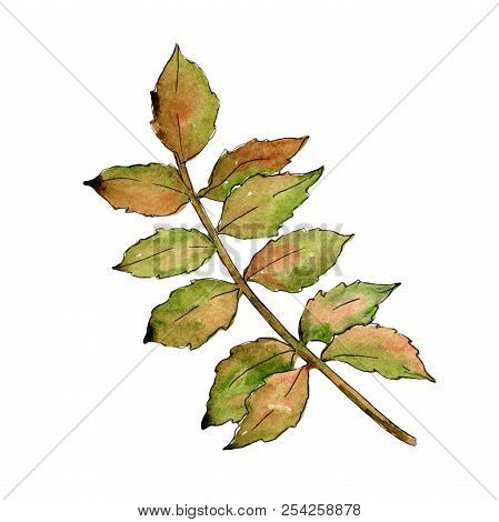 Green Ash Leaves. Leaf Plant Botanical Garden Floral Foliage. Isolated Illustration Element.